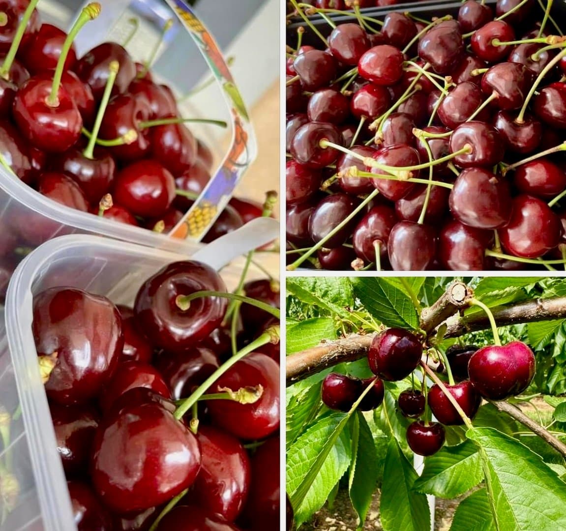 Verse kersen van Leenaers Dominic Fruit